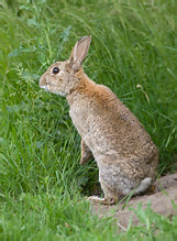 Wild Rabbit - Oryctolagus cuniculus