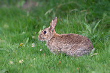 Wild Rabbit - Oryctolagus cuniculus