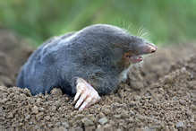 European Mole - Talpa europaea