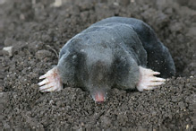 European Mole - Talpa europaea