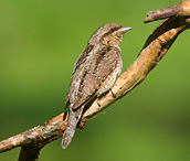 Eurasian Wryneck - Jynx torquilla