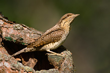 Eurasian Wryneck - Jynx torquilla