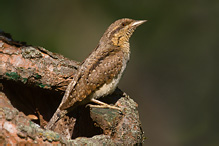 Eurasian Wryneck - Jynx torquilla