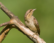 Eurasian Wryneck - Jynx torquilla