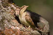 Eurasian Wryneck - Jynx torquilla