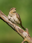 Eurasian Wryneck - Jynx torquilla