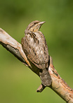 Eurasian Wryneck - Jynx torquilla