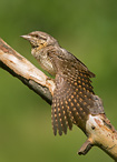 Eurasian Wryneck - Jynx torquilla