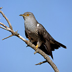 Cuckoo - Cuculus canorus