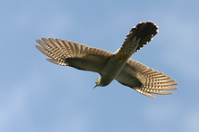 Cuckoo - Cuculus canorus