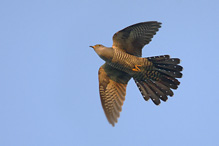 Cuckoo - Cuculus canorus