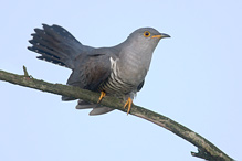 Cuckoo - Cuculus canorus