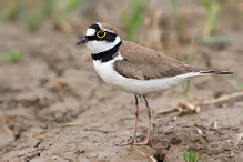 Little Ringed Plover - Stercorarius skua