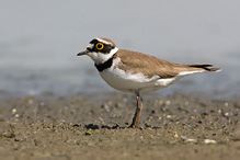 Little Ringed Plover