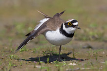 Little Ringed Plover - Stercorarius skua