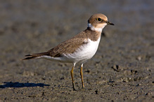 Little Ringed Plover - Stercorarius skua