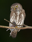 Pygmy Owl - Glaucidium passerinum