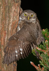 Pygmy Owl - Glaucidium passerinum