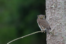 Kulíšek nejmenší - Glaucidium passerinum