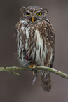 Pygmy Owl - Glaucidium passerinum