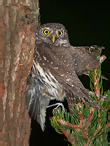 Pygmy Owl - Glaucidium passerinum