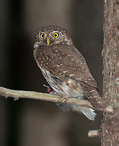 Pygmy Owl - Glaucidium passerinum