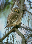 Pygmy Owl - Glaucidium passerinum