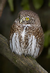 Pygmy Owl - Glaucidium passerinum