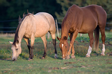 Kůň domácí - Eguus caballus