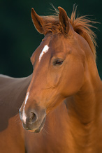 Kůň domácí - Eguus caballus