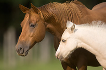 Kůň domácí - Eguus caballus