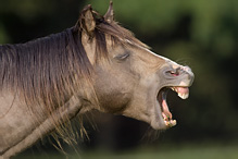 Kůň domácí - Eguus caballus