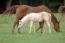 Horse - Eguus caballus