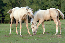 Kůň domácí - Eguus caballus