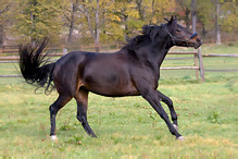 Kůň domácí - Eguus caballus
