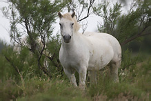 Camargue Horse - Eguus ferus caballus