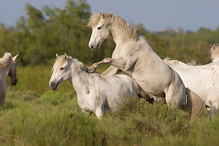 Camargue Horse - Eguus ferus caballus