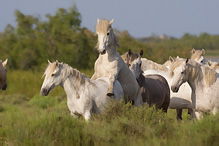 Camargue Horse - Eguus ferus caballus