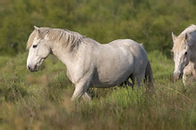 Camargue Horse - Eguus ferus caballus
