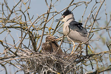 Kvakoš noční - Nycticorax nycticorax