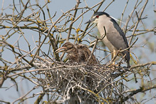 Kvakoš noční - Nycticorax nycticorax