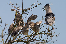 Kvakoš noční - Nycticorax nycticorax