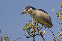 Kvakoš noční - Nycticorax nycticorax