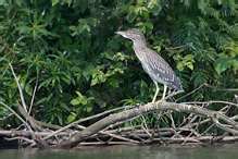 Kvakoš noční - Nycticorax nycticorax