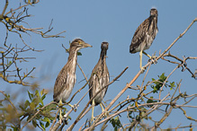 Kvakoš noční - Nycticorax nycticorax