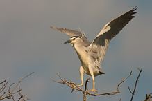 Kvakoš noční - Nycticorax nycticorax