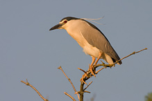 Kvakoš noční - Nycticorax nycticorax