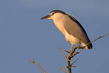 Kvakoš noční - Nycticorax nycticorax