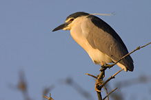 Kvakoš noční - Nycticorax nycticorax