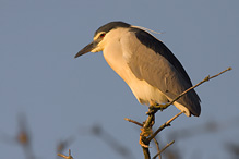 Kvakoš noční - Nycticorax nycticorax